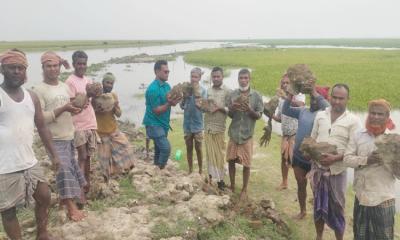 বোরো ফসল রক্ষায় নিজ অর্থায়নে বাধঁ সংস্কার