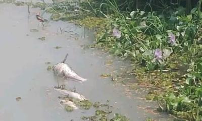 বিষ দিয়ে মাছ ধরার অভিযোগ, শত শত মাছ মরে দুর্গন্ধ  ছড়াচ্ছে  এলাকায়, স্থানীয়দের ক্ষোভ
