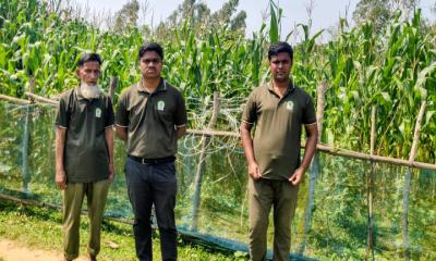 শেরপুরে বন্য হাতি ঠেকাতে অবৈধ বিদ্যুৎ ফাঁদ