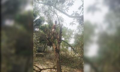 শ্রীনগরে আদালতের স্থিতাবস্থা অমান্য করে গাছ কর্তনের অভিযোগ