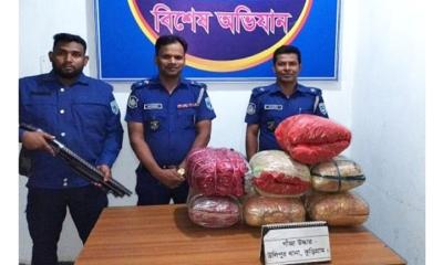 উলিপুরে গাঁজা আটক