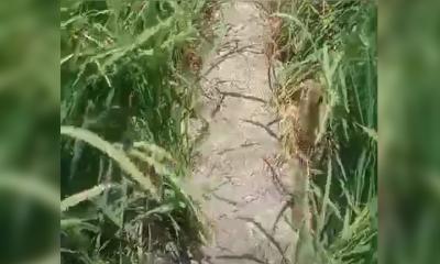 তানোরে সেচের অভাবে শেষ মুহুর্তে বোরো ধানের  জমি ফেটে চৌচির