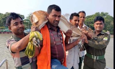 বাঘের তাড়ায় লোকালয়ে, পরে সুন্দরবনে ফিরল চিত্রা হরিণ