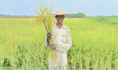 বোরোধানের বাম্পার ফলনের সম্ভাবনা, ঝড় ও শিলাবৃষ্টি, দুশ্চিন্তায় চাষিরা