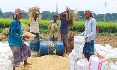 কালীগঞ্জে বোরো ধানের বাম্পার ফলনে চাঙ্গা গ্রামীণ অর্থনীতি
