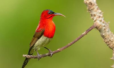 চঞ্চল ‘সিঁদুরে মৌটুসি’ পাখির সৌন্দর্য