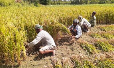 সোনালি ধানের শীষে কৃষকের স্বপ্ন ও হাসি