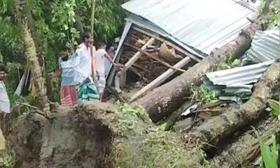 জামালপুরে  ঘরে গাছ ভেঙ্গে পরে মা ও দুই মেয়ের মৃত্যু