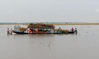 মদনে বৃষ্টিতে তলিয়ে গেছে পাকা ধান,  কৃষকের হাহাকার