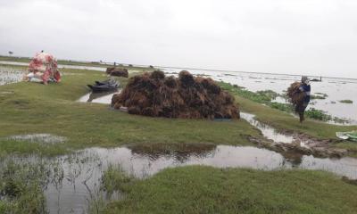 অতিবৃষ্টি ও ঢলে তলিয়ে গেছে বোরো ধান