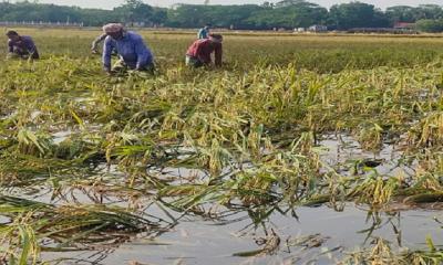 মধ্যনগরে ‘কৃষকের আর্তনাত’ প্রকৃতি গ্রাস করলো বোরোধান