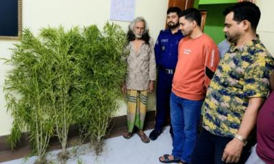নকলায় কলার বাগানে গাঁজার চাষ, ৬টি গাঁজার গাছসহ আটক ১