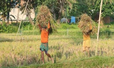 শেরপুর সীমান্তে হাতির ভয়ে কাঁচা ধান কাটছেন কৃষকেরা!