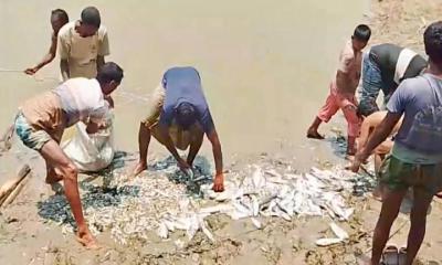 পুঠিয়ার পুকুরে বিষ ভেসে উঠল ২০ লক্ষ টাকার মাছ প্রশাসনের হস্তক্ষেপ দাবি