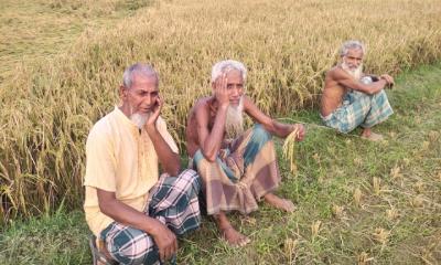 সরিষাবাড়ীতে ইট ভাটার বিষাক্ত ধোঁয়ায় কৃষকের স্বপ্ন পুড়ে ছাই