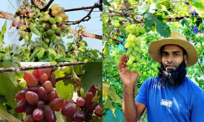 ৪৫ জাতের আঙুর চাষে চমকপ্রদ সফলতা আকরামের