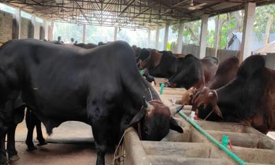 কোরবানিকে ঘিরে ব্যস্ত সময় পার খামারিদের