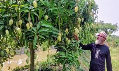 মোরেলগঞ্জে থাইল্যান্ডের  কাটিমন আম চাষে সাড়া ফেলেছেন চাষি মুকুল