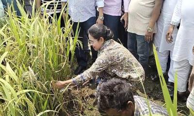 কৃষকের সঙ্গে ধান কাটলেন  এমপি প্রিয়াঙ্কা