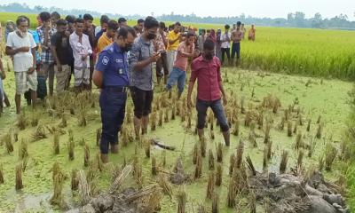 আক্কেলপুরে হাত-পা বাঁধা অজ্ঞাত ব্যক্তির মরদেহ উদ্ধার