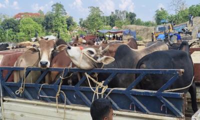 বাঘাইছড়িতে জমে উঠেছে কোরবানির পশুর হাট, চাহিদার শীর্ষে পাহাড়ি গরু