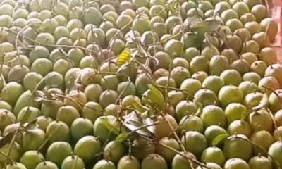 কোটচাঁদপুর-এ আম সংগ্রহ ক্যালেন্ডার প্রকাশ, মৌসুম শুরু আটির আমে