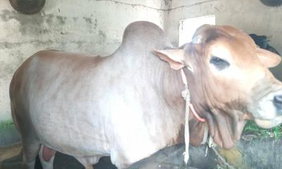 রাজশাহীতে এবার কোরবানির  মাঠ কাপাতে থাকছে সিমবা-লালু