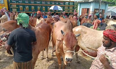 জীবননগরে জমে উঠেছে পশুরহাট, দেশি  গরুর চাহিদা বেশি