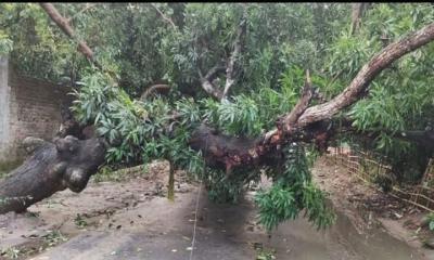 নওগাঁর পত্নীতলায় কাল বৈশাখীতে ব্যাপক ক্ষয়ক্ষতি