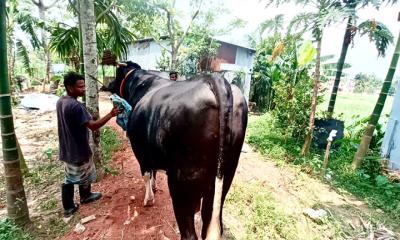 মৌলভীবাজারে নজর কাড়ছে ১২শ কেজির ‍‍`কালো মানিক‍‍`