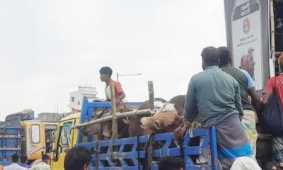গাবতলী হাটে দামের বড় ধস: বিক্রি না হওয়া গরু নিয়ে চরম বিপাকে ব্যাপারীরা