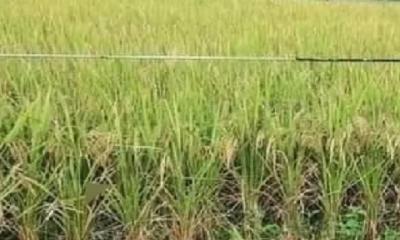 জামালপুরে ধান কাটতে গিয়ে হিট স্ট্রোকে কৃষকের মৃত্যুু