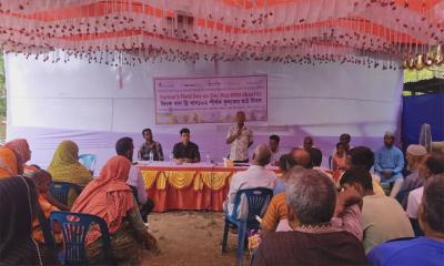 বালিয়াডাঙ্গীতে জিংক সমৃদ্ধ ব্রিধান-১০২ এর কৃষক মাঠ দিবস