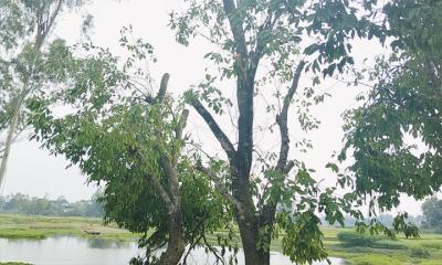 সরিষাবাড়ীতে ফলদ গাছ কাটার অভিযোগ