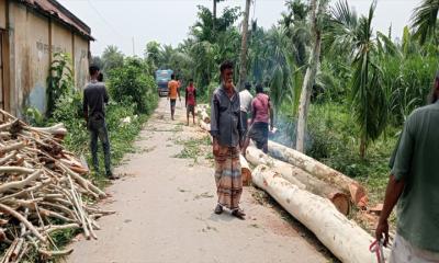 সরকারি রাস্তার পাশের গাছ উধাও, চাতাল ব্যবসায়ীর বিরুদ্ধে অভিযোগ