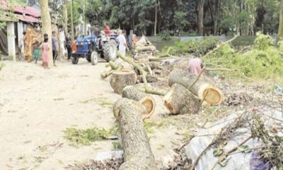 লৌহজংয়ে প্রশাসনের অনুমতি ছাড়া সরকারি গাছ কেটে বিক্রির অভিযোগ