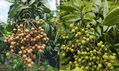 থাইল্যান্ডের লংগান ফল চাষে ধনবাড়ীতে উন্মোচিত নতুন সম্ভাবনা