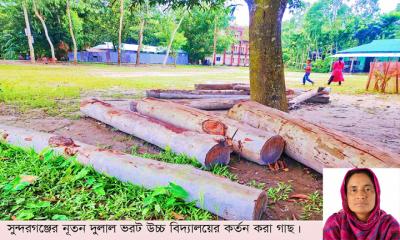 সুন্দরগঞ্জে শিক্ষকের বিরুদ্ধে গাছকর্তনসহ অর্থ আত্মসাতের অভিযোগ