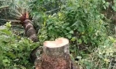 সড়কে গাছ ফেলে আবারও ডাকাতি চেষ্টা