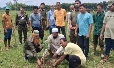 পীরগঞ্জে উদ্ধারকৃত বনভূমিতে চারা রোপণ