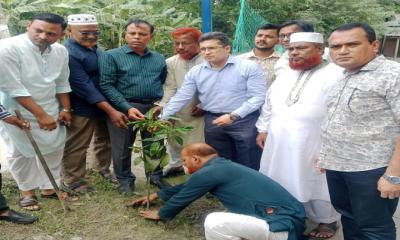 কমলনগরে জাতীয় প্রাথমিক শিক্ষা পদক বিতরণ, বৃক্ষরোপণ