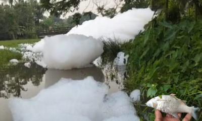 সাভারে শিল্পবর্জ্যে দূষিত গাজিখালী নদী, ভেসে উঠছে মৃত মাছ