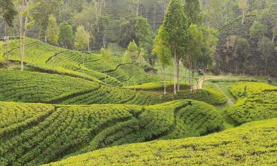 বর্ষায় ঘুরে আসতে পারেন মৌলভীবাজারের  চা বাগান