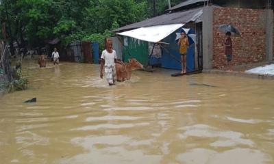 বন্যায় প্রাণিসম্পদ খাতের ক্ষতি ১০০ কোটি টাকার বেশি
