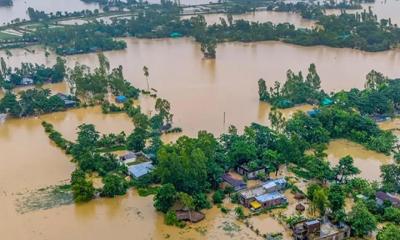 চট্টগ্রাম বিভাগে বন্যায় প্রাণিসম্পদ খাতে ক্ষতি ৭৭ কোটি