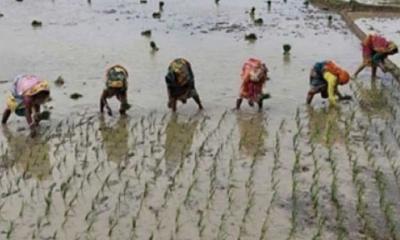 তানোরে কোমর বেঁধে চলছে আমন রোপণে কাজ