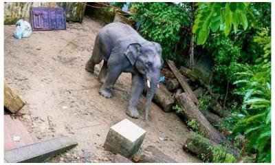 বোয়ালখালীতে হাতির বিচরণে বাড়ছে আতঙ্কে