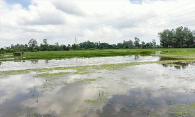রায়গঞ্জের ঠেরক্যান বিলে জলাবদ্ধ, ৩০০ বিঘা জমি অনাবাদি