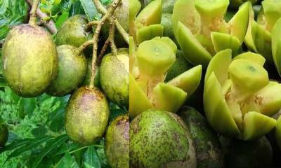 আমড়া খাওয়ার উপকারিতা