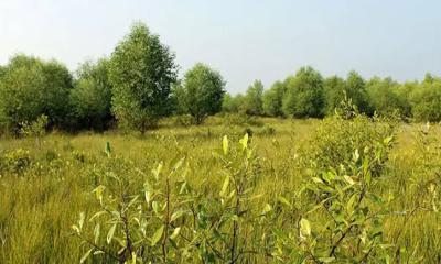 ‘পুটনী আইল্যান্ড’ সৌন্দর্যের শোভা